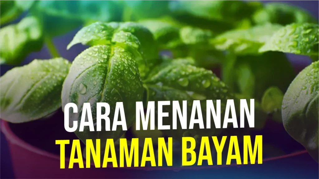 cara-menanan-tanaman-bayam