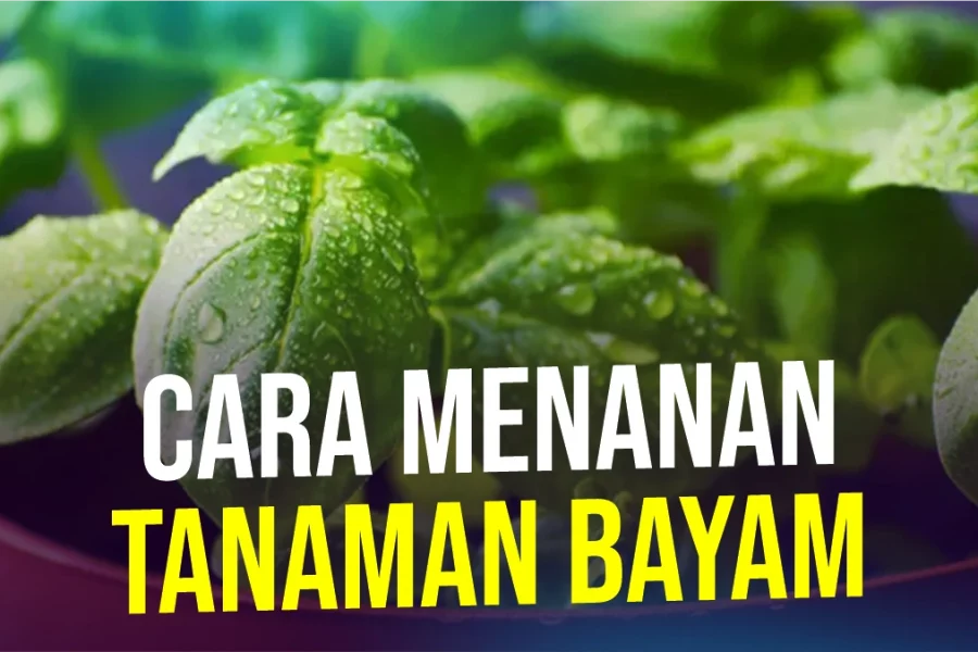 cara-menanan-tanaman-bayam