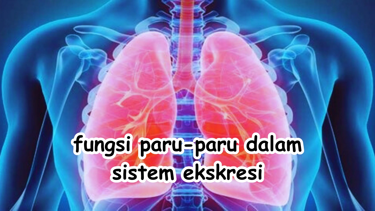 fungsi-paru-paru-dalam-sistem-ekskresi