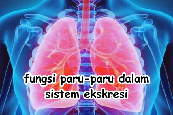 fungsi-paru-paru-dalam-sistem-ekskresi